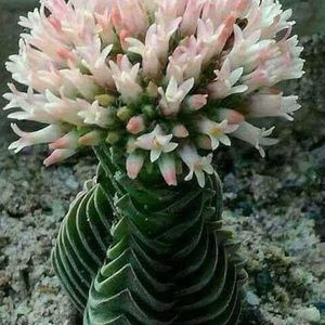 Meet your Posher, Maja